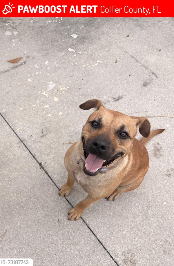 Lost Female Dog last seen Weber blvd and golden gate blvd, Collier County, FL 34117