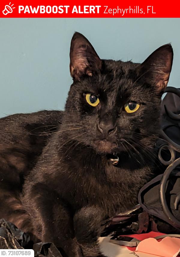Lost Male Cat last seen Ash and Ohara, Zephyrhills, FL 33541