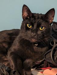 Lost Male Cat last seen Ash and Ohara, Zephyrhills, FL 33541