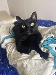Reunited Female Cat last seen York road, Albion road north royalton ohio, North Royalton, OH 44133