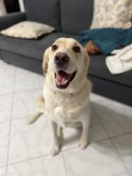 Lost Female Dog last seen Near forest acres cr, Athens, GA 30601