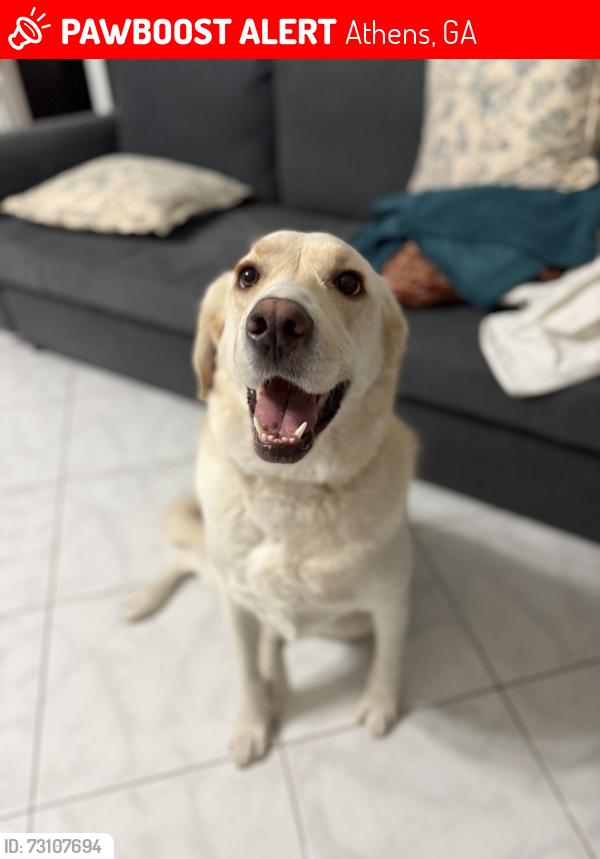 Lost Female Dog last seen Near forest acres cr, Athens, GA 30601