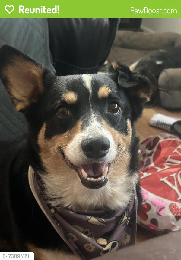 Reunited Male Dog last seen Lee street, Sanford, NC 27332