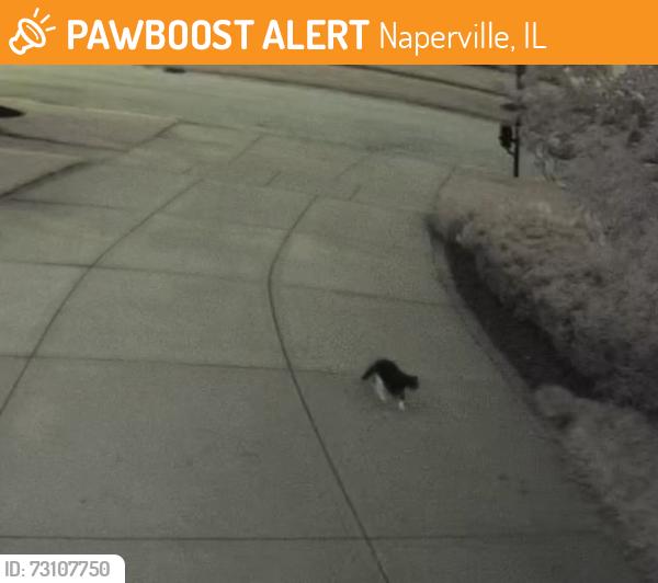 Found/Stray Unknown Cat last seen Keller, Naperville, IL 60565