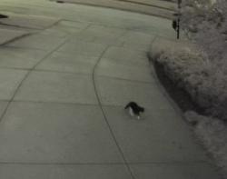 Found/Stray Unknown Cat last seen Keller, Naperville, IL 60565
