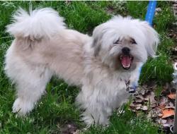 Reunited Female Dog last seen Hwy 278, Overlook Subdivision, Dallas, GA 30157