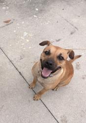Reunited Female Dog last seen Weber and golden gate blvd, Naples, FL 34117