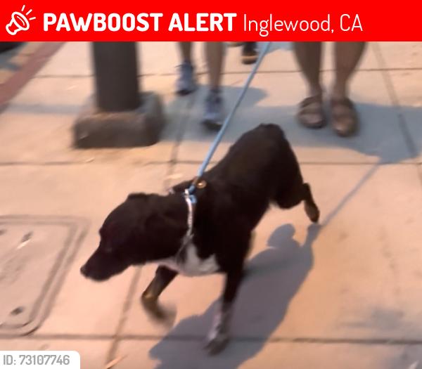 Lost Male Dog last seen W citrus and 62nd st, Inglewood, CA 90302