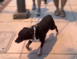 Lost Male Dog last seen W citrus and 62nd st, Inglewood, CA 90302