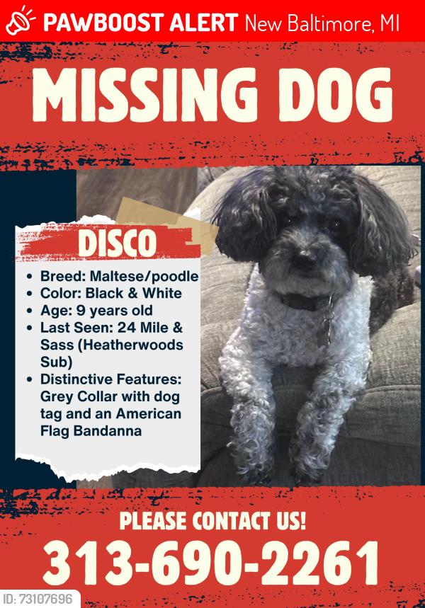 Lost Male Dog last seen 24 Mile & Sass Rd, New Baltimore, MI 48047