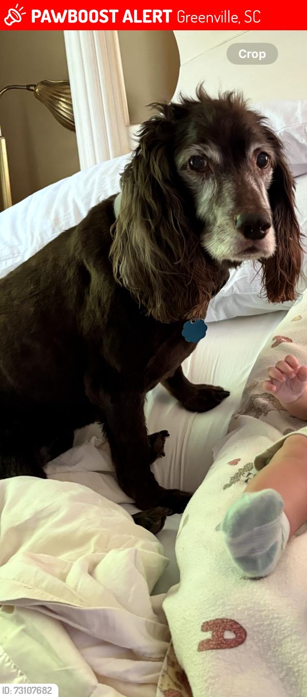 Lost Male Dog last seen Near rolling green circle, Greenville, SC 29615