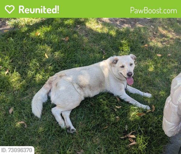 Reunited Male Dog last seen Near NewHope and Westminster, Garden Grove, CA 92843