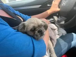 Reunited Female Dog last seen Old hickory blvd area behind piggly Wiggly, Nashville, TN 37138