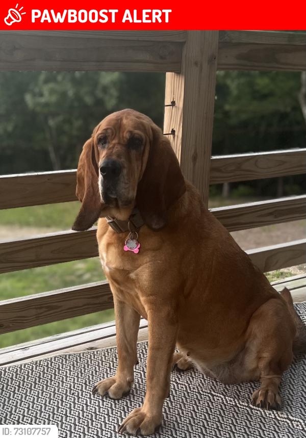 Lost Female Dog last seen Cedarglades, Hot Springs National Park, AR 71913