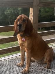 Lost Female Dog last seen Cedarglades, Hot Springs National Park, AR 71913
