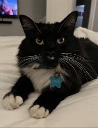 Reunited Female Cat last seen 8th & Fillmore, Denver, CO 80206
