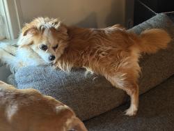 Lost Female Dog last seen Fredericks Grove Rd, Lehighton, PA 18235