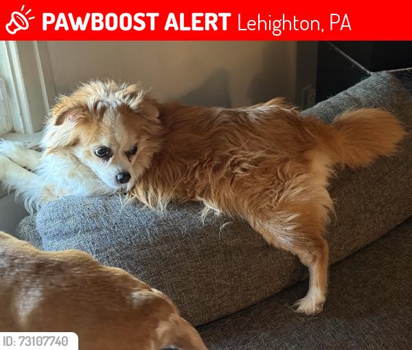 Lost Female Dog last seen Fredericks Grove Rd, Lehighton, PA 18235