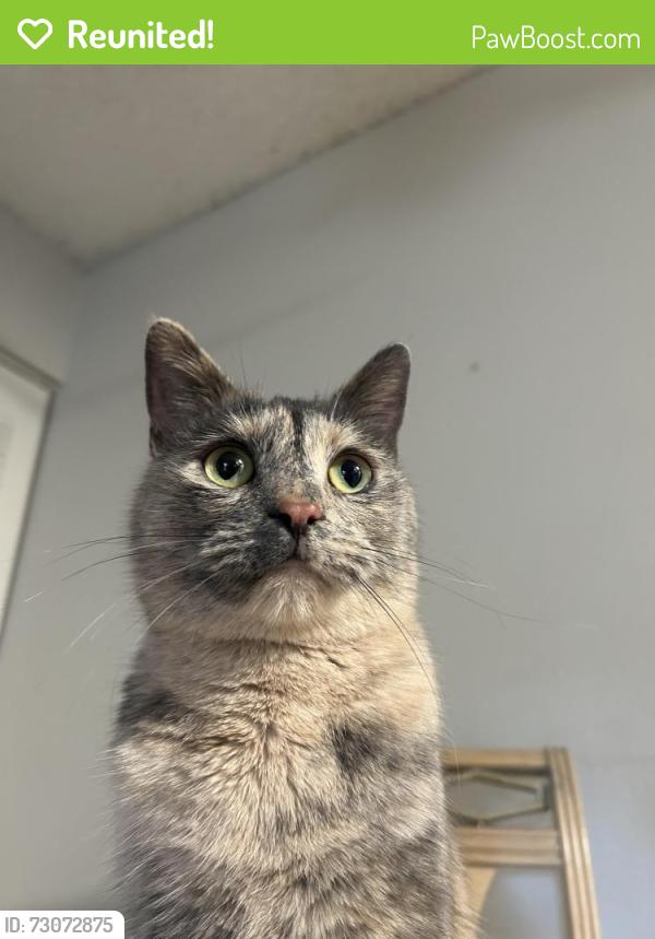 Reunited Female Cat last seen Arapahoe, S Dayton, Englewood, CO 80111