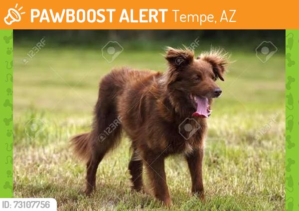 Found/Stray Unknown Dog last seen Lakeshore and Carson dr, Tempe, AZ 85282