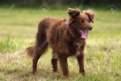 Found/Stray Unknown Dog last seen Lakeshore and Carson dr, Tempe, AZ 85282