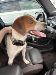 Reunited Female Dog last seen Amherst Neighborhood, Apex, NC 27539