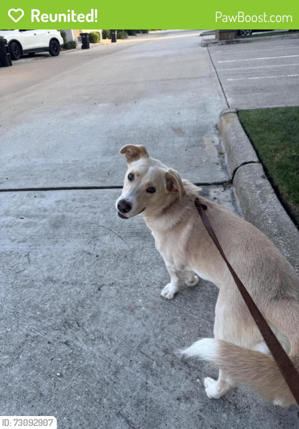 Reunited Male Dog last seen Near STEEDE RD MONTGOMERY TX 77356, Montgomery, TX 77356
