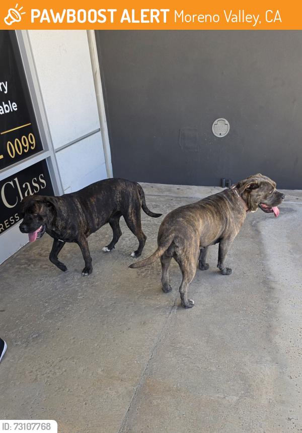 Found/Stray Female Dog last seen Near Hemlock Ave, Moreno Valley, CA 92557, Moreno Valley, CA 92557