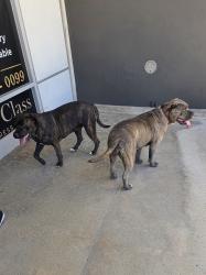 Found/Stray Female Dog last seen Near Hemlock Ave, Moreno Valley, CA 92557, Moreno Valley, CA 92557