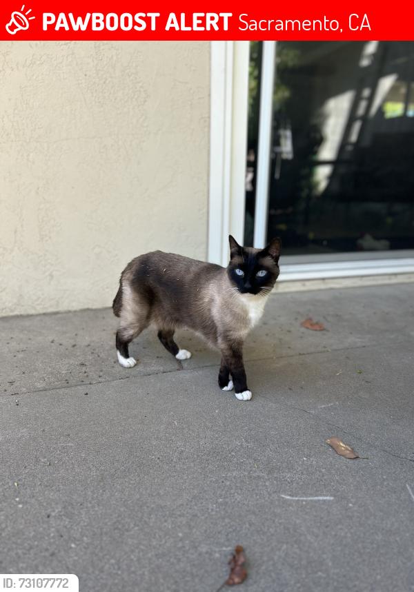 Lost Female Cat last seen Oki Park, Sacramento, CA 95826
