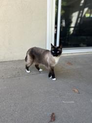 Lost Female Cat last seen Oki Park, Sacramento, CA 95826