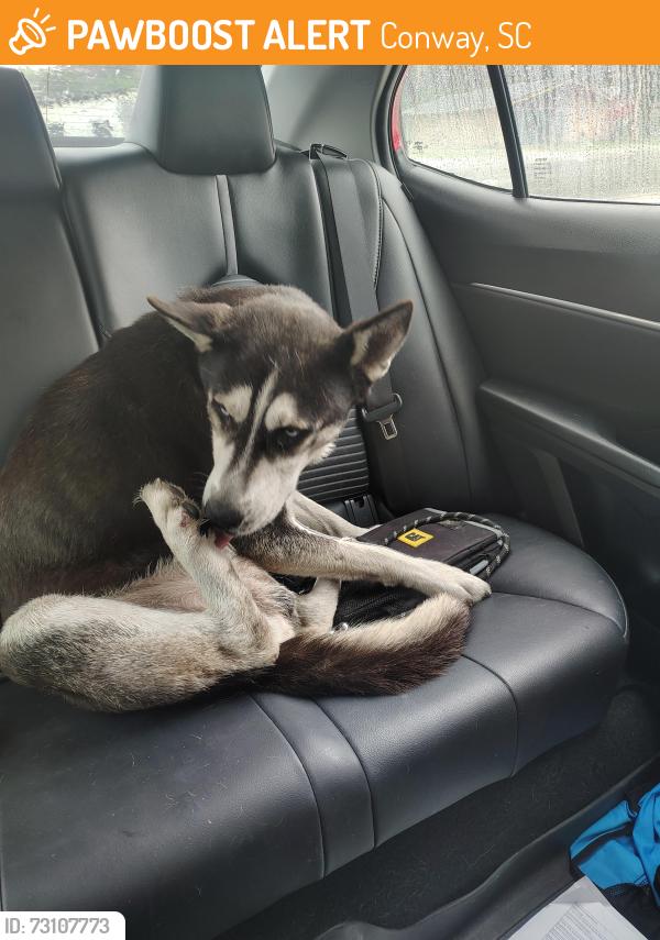 Found/Stray Male Dog last seen Mill pond road and 501, Conway, SC 29526