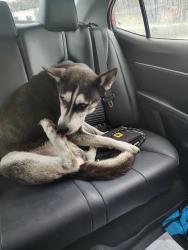 Found/Stray Male Dog last seen Mill pond road and 501, Conway, SC 29526