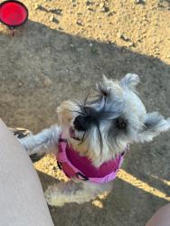 Lost Female Dog last seen Woolner Ave and Serrano drive, Fairfield, CA 94533