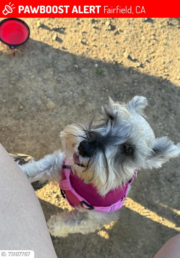 Lost Female Dog last seen Woolner Ave and Serrano drive, Fairfield, CA 94533