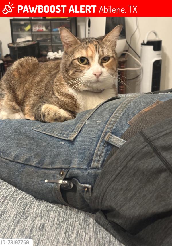 Lost Female Cat last seen South Danville and Fairmount, Abilene, TX 79605