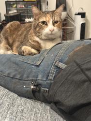 Lost Female Cat last seen South Danville and Fairmount, Abilene, TX 79605