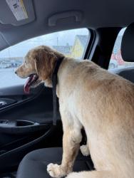 Found/Stray Male Dog last seen S 3rd Street, Nicholasville, KY 40356