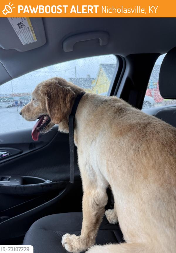 Found/Stray Male Dog last seen S 3rd Street, Nicholasville, KY 40356