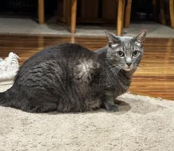 Reunited Male Cat last seen Gold Rd Stormville, East Fishkill, NY 12582