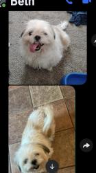 Reunited Female Dog last seen Hillcrest and hill street, Green Bay, WI 54313
