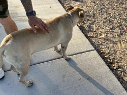 Found/Stray Male Dog last seen Hazelwood and 59thave, Glendale, AZ 85303