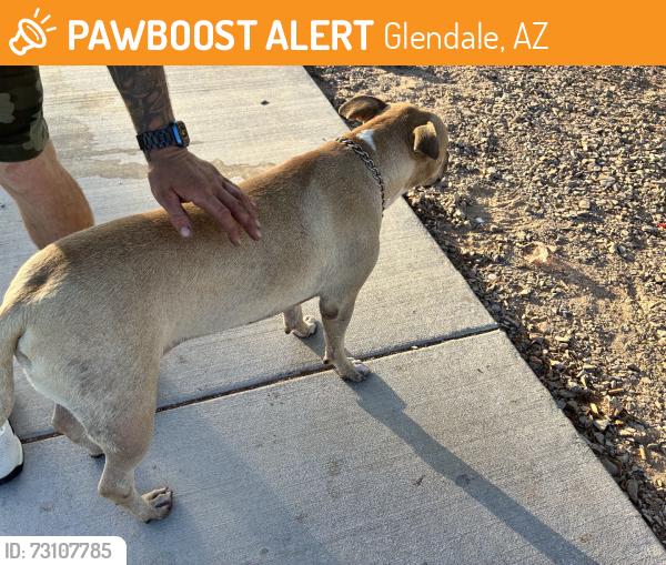 Found/Stray Male Dog last seen Hazelwood and 59thave, Glendale, AZ 85303