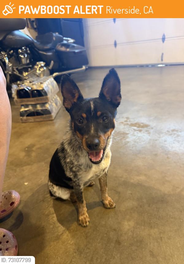Found/Stray Female Dog last seen Limonite and Felspar, Riverside, CA 92509