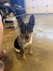 Found/Stray Female Dog last seen Limonite and Felspar, Riverside, CA 92509