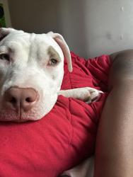 Reunited Female Dog last seen Green run elementary, Virginia Beach, VA 23452