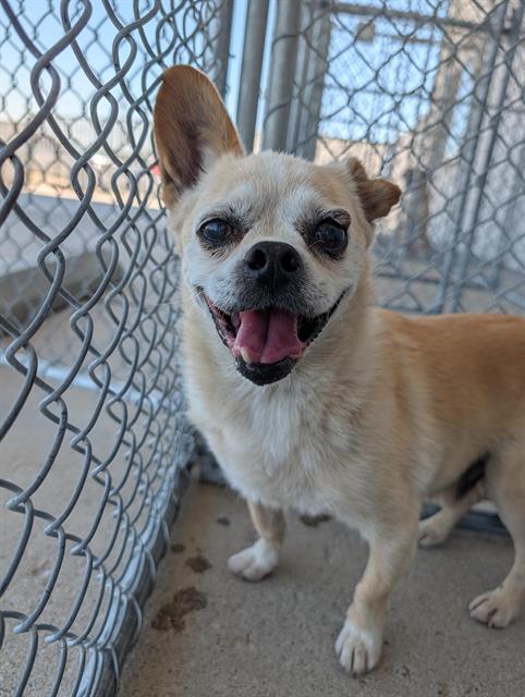 Shelter Stray Male Dog last seen Near BLOCK PANAMA LN, BAKERSFIELD CA 93313, 3951 Fruitvale Ave, Bakersfield, CA 93308, USA