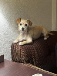 Lost Female Dog last seen S HAZELWOOD BLVD, Fresno, CA 93702