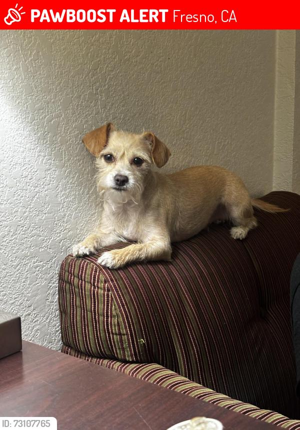 Lost Female Dog last seen S HAZELWOOD BLVD, Fresno, CA 93702