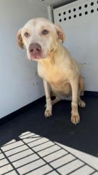 Shelter Stray Male Dog last seen Near BLOCK OF CYPRESS POINT DR, BAKERSFIELD CA, 201 S Mt Vernon Ave, Bakersfield, CA 93307, USA